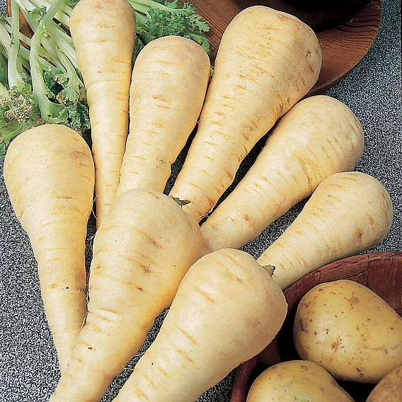 SUTTONS PARSNIP 'GLADIATOR F1' - SEEDS