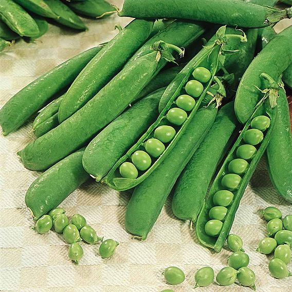 SUTTONS PEAS 'EARLY ONWARD' - SEEDS