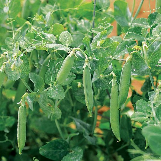 SUTTONS PEA 'KELVEDON WONDER' - SEEDS