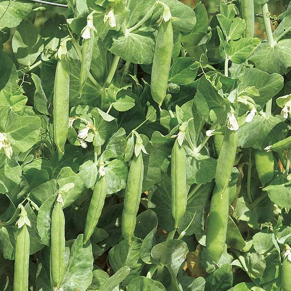 SUTTONS PEAS 'EARLY ONWARD' - SEEDS