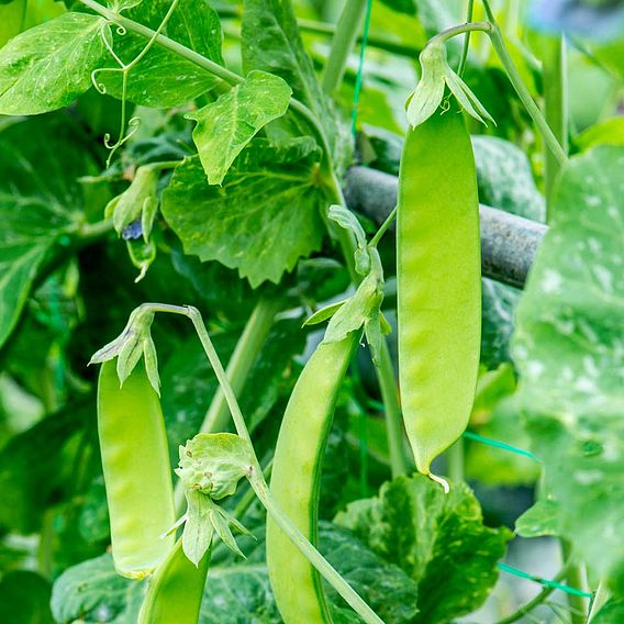 SUTTONS SNOW PEA 'GREEN BEAUTY' - SEEDS