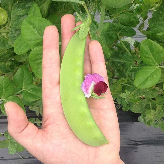 SUTTONS SNOW PEA 'GREEN BEAUTY' - SEEDS