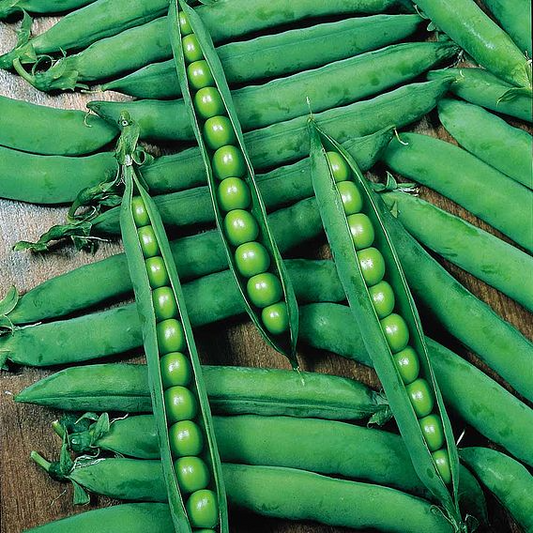 SUTTONS PEA 'HURST GREENSHAFT' - SEEDS