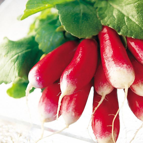 SUTTONS RADISH 'FRENCH BREAKFAST 3' - SEEDS