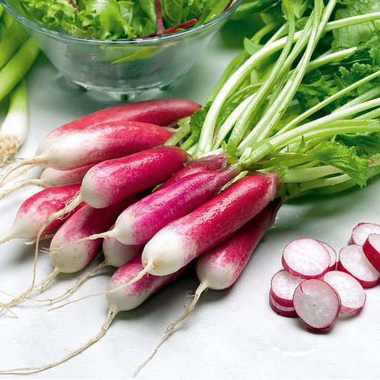 SUTTONS RADISH 'FRENCH BREAKFAST 3' - SEEDS