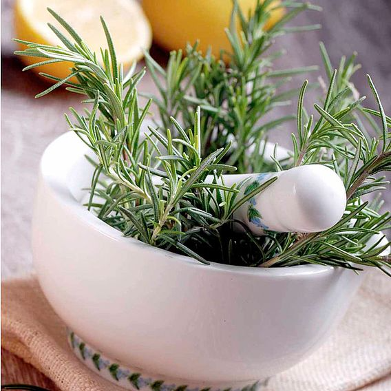 SUTTONS ROSEMARY - HERB SEEDS