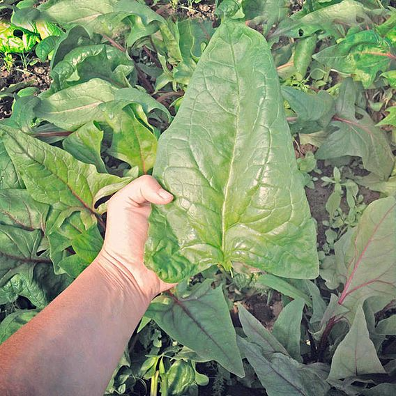 SUTTONS SPINACH 'GIGANTE D'INVERMO' - SEEDS