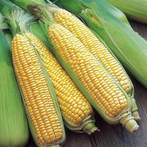 SUTTONS SWEET CORN F1 'SWIFT' - SEEDS