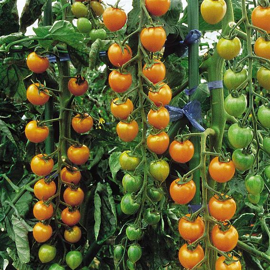 SUTTONS TOMATO F1 'SUNGOLD' - SEEDS