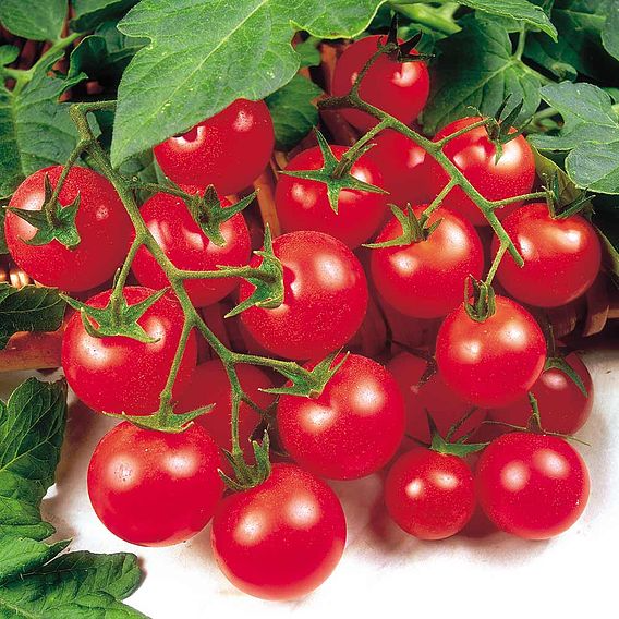 SUTTONS TOMATO 'GARDENER'S DELIGHT' - SEEDS