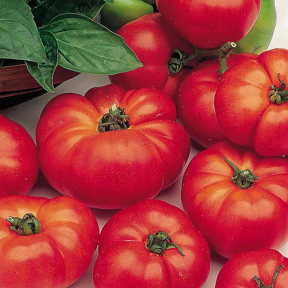 SUTTONS TOMATO 'MARMANDE' - SEEDS