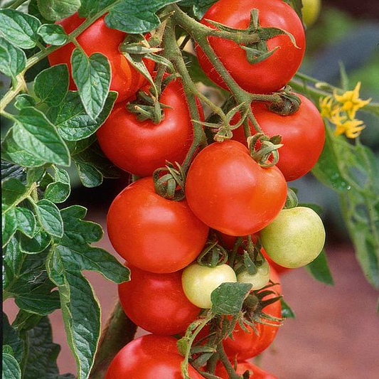 SUTTONS TOMATO 'ALICANTE' - SEEDS