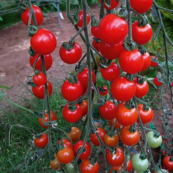 SUTTONS TOMATO 'SWEET APERITIF' - SEEDS