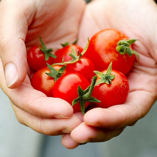 SUTTONS TOMATO 'GARDENER'S DELIGHT' - SEEDS