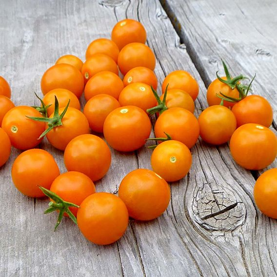 SUTTONS TOMATO F1 'SUNGOLD' - SEEDS