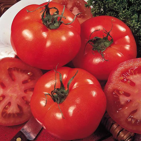 SUTTONS TOMATO 'MARMANDE' - SEEDS