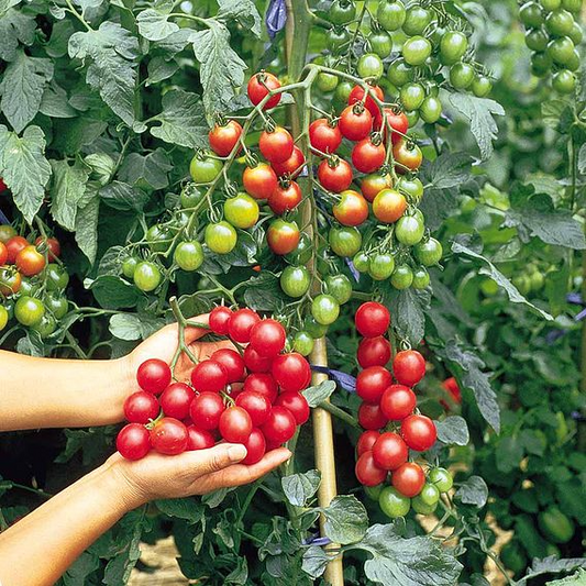 SUTTONS TOMATO F1 'SWEET MILLION' - SEEDS