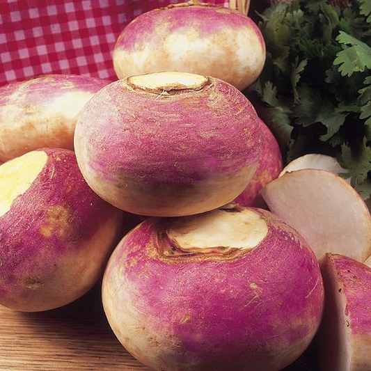 SUTTONS TURNIP 'PURPLE TOP MILAN' - SEEDS