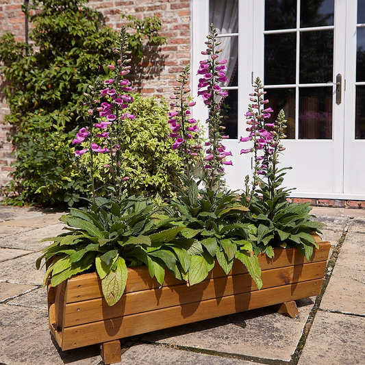 TOM CHAMBERS ROSEMOOR TROUGH PLANTER