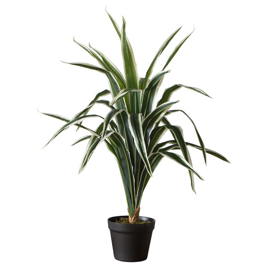 GALLERY FAUX DRACAENA 800MM BLACK / GREEN NATURAL