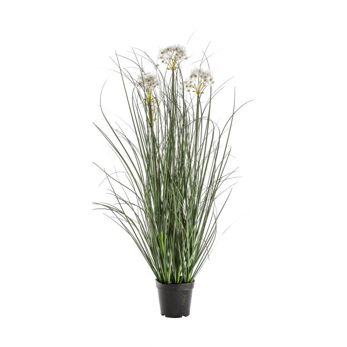 GALLERY POTTED GRASS W4 HEADS WHITE