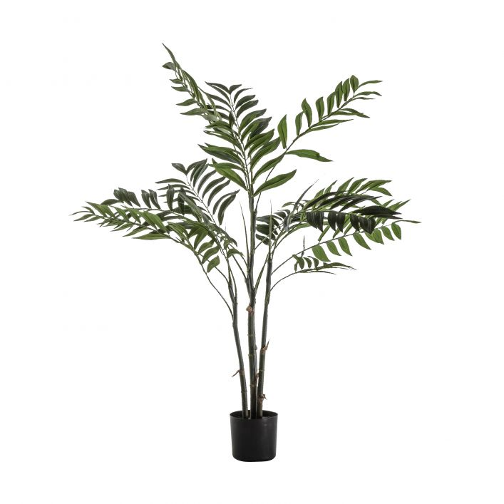 GALLERY ARECA PALM TREE SMALL GREEN