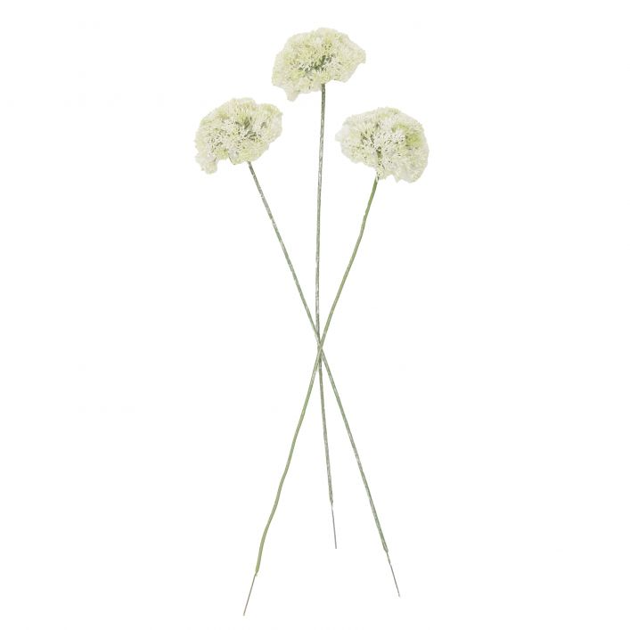 GALLERY ACHILLEA SINGLE STEM WHITE