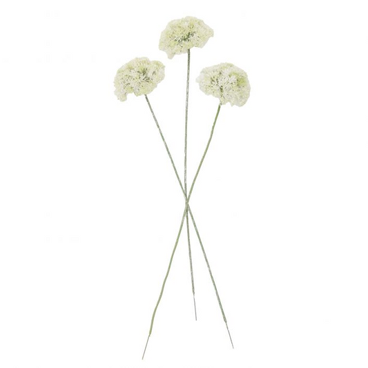 GALLERY ACHILLEA SINGLE STEM WHITE