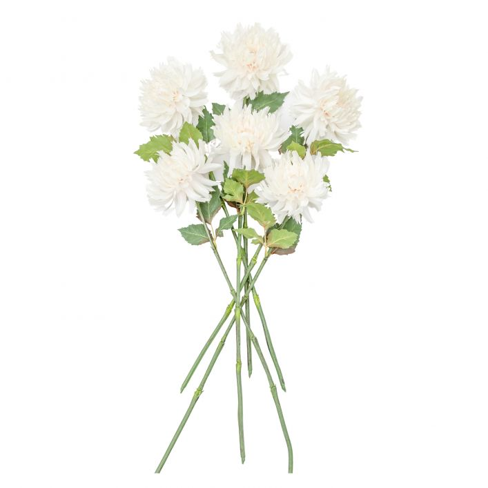 GALLERY DAHLIA SINGLE STEM WHITE