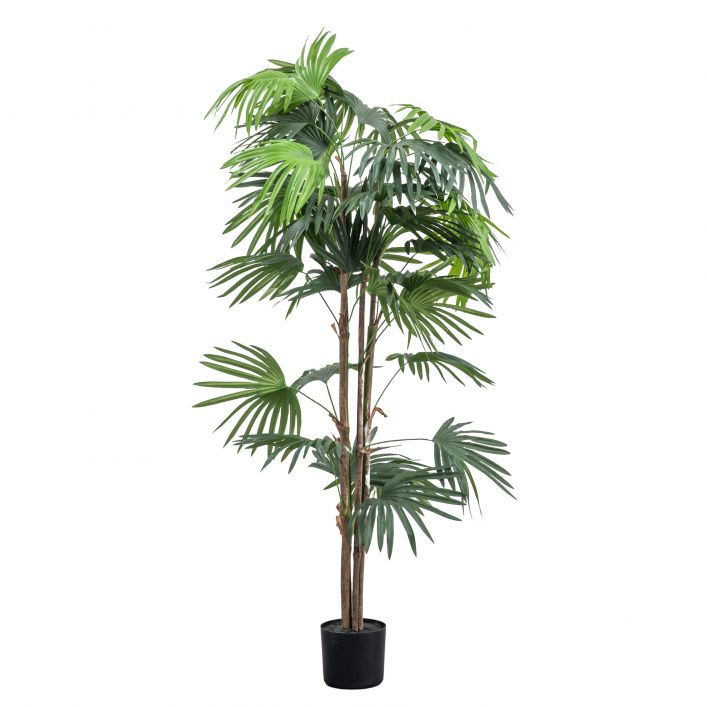 GALLERY CHINESE FAN PALM GREEN