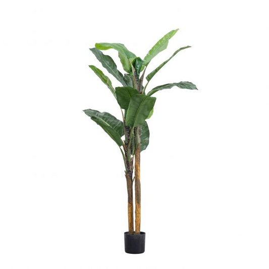 GALLERY BANANA PALM GREEN - SMALL