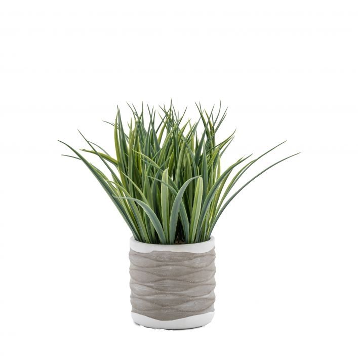 GALLERY GRASS IN WAVY POT MEDIUM GREEN