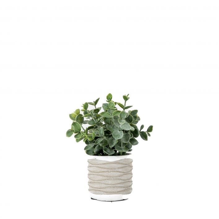 GALLERY EUCALYPTUS IN WAVY POT SMALL GREEN