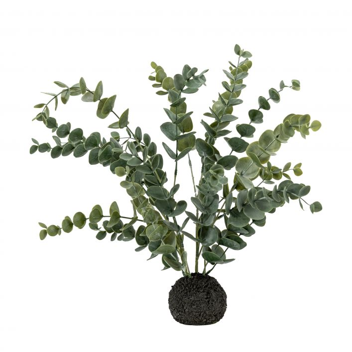 GALLERY EUCALYPTUS IN SOIL GREY GREEN