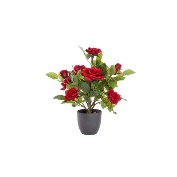 SMART GARDEN 40CM REGENT'S ROSES-RUBY RED