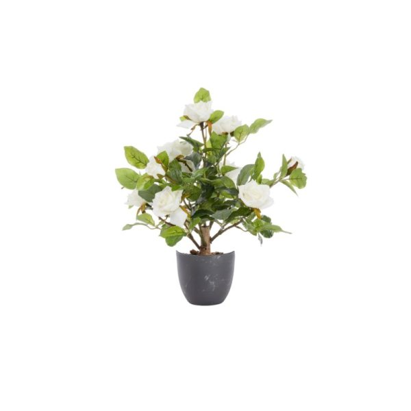 SMART GARDEN 40CM REGENT'S ROSES-WHITE