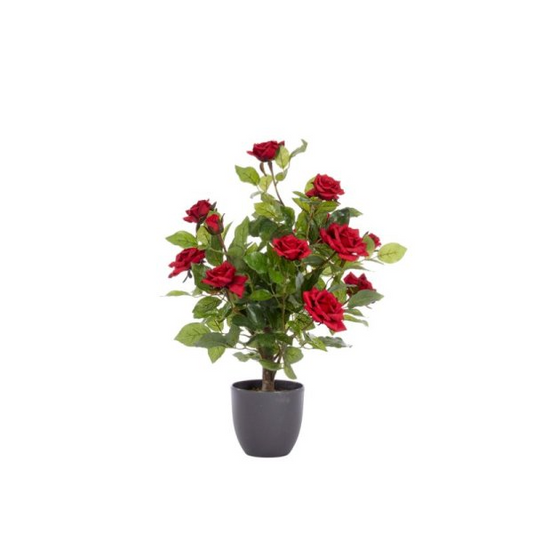 SMART GARDEN 60CM REGENT'S ROSES-RUBY RED